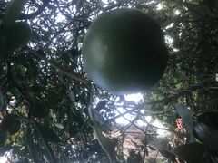 Persea americana