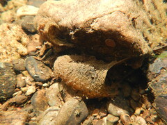 Polycentropodidae