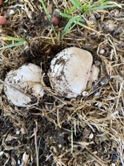 Agaricus bernardii
