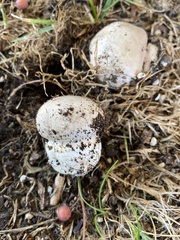 Agaricus bernardii