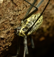 Macrochenus tigrinus