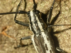Macrochenus tigrinus