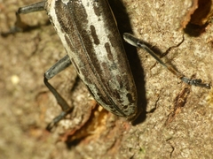 Macrochenus tigrinus