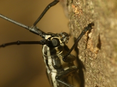 Macrochenus tigrinus