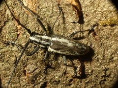 Macrochenus tigrinus