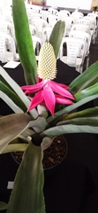 Aechmea mariae-reginae