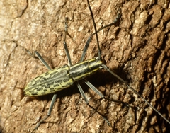 Macrochenus tigrinus