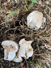 Agaricus bernardii