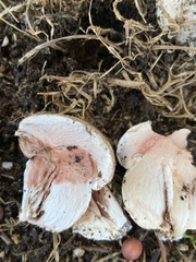 Agaricus bernardii