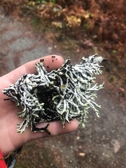 Hypogymnia imshaugii