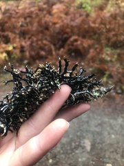 Hypogymnia imshaugii