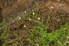 Erigeron karvinskianus