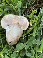 Agaricus