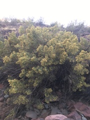 Ericameria laricifolia