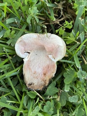 Agaricus