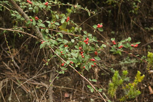 Cotoneaster pannosus observed 2022-10-27