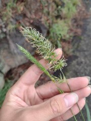 Anthoxanthum odoratum