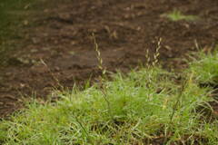 Lolium multiflorum