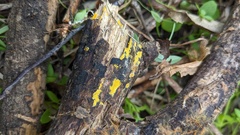Phlebia