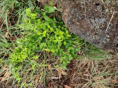 Asparagus asparagoides