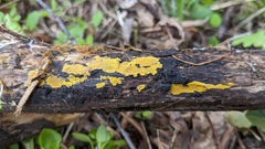 Phlebia