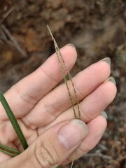 Digitaria violascens