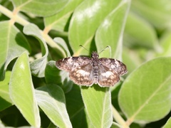 Chiomara georgina