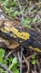 Phlebia