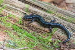 Plethodon jordani
