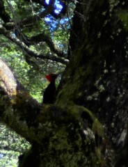 Campephilus magellanicus