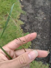 Eragrostis tenuifolia