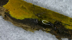 Phlebia
