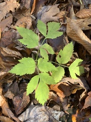 Angelica triquinata