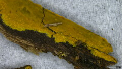 Phlebia