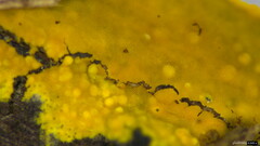 Phlebia