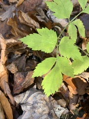 Angelica triquinata