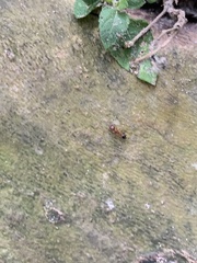 Tetramorium bicarinatum