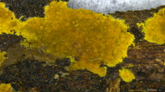 Phlebia