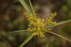 Cyperus hillebrandii
