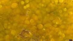 Phlebia