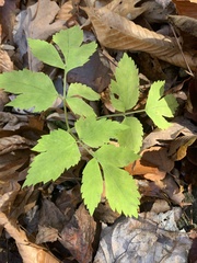 Angelica triquinata