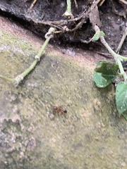Tetramorium bicarinatum