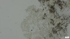 Phlebia
