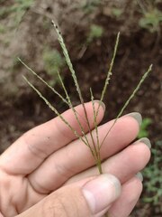 Digitaria violascens