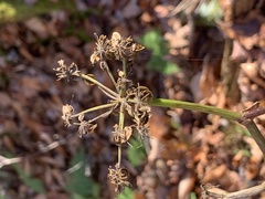 Angelica triquinata