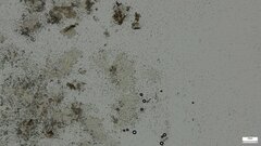 Phlebia