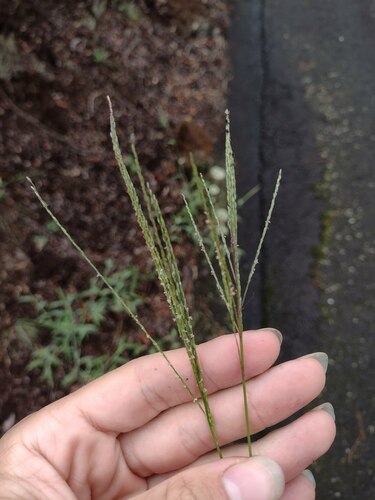 Digitaria velutina observed 2022-10-27