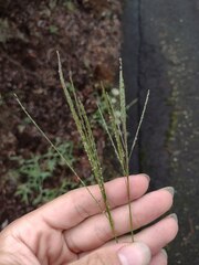Digitaria velutina
