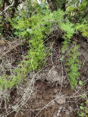 Asparagus aethiopicus