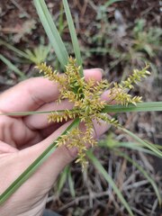 Cyperus hillebrandii